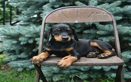 Doberman Pinscher dogs for sale: Precious - Image 6