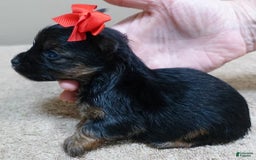 Yorkshire Terrier dogs for sale: Kai - Image 24
