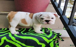 English Bulldog dogs for sale: Rock - Image 5