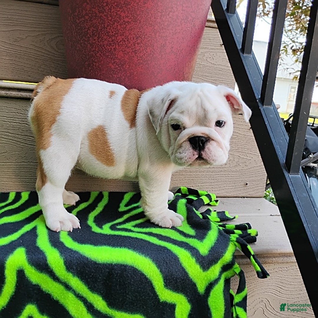 English Bulldog dogs for sale: Rock - Image 5
