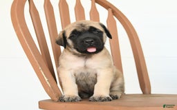 English Mastiff dogs for sale: Theresa - Image 5