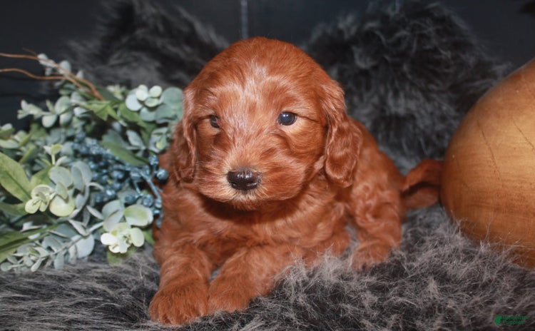 Mini Goldendoodle dogs for sale - Ad 2