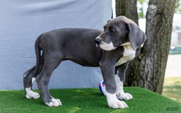 Great Dane dogs for sale: Karen - Image 5