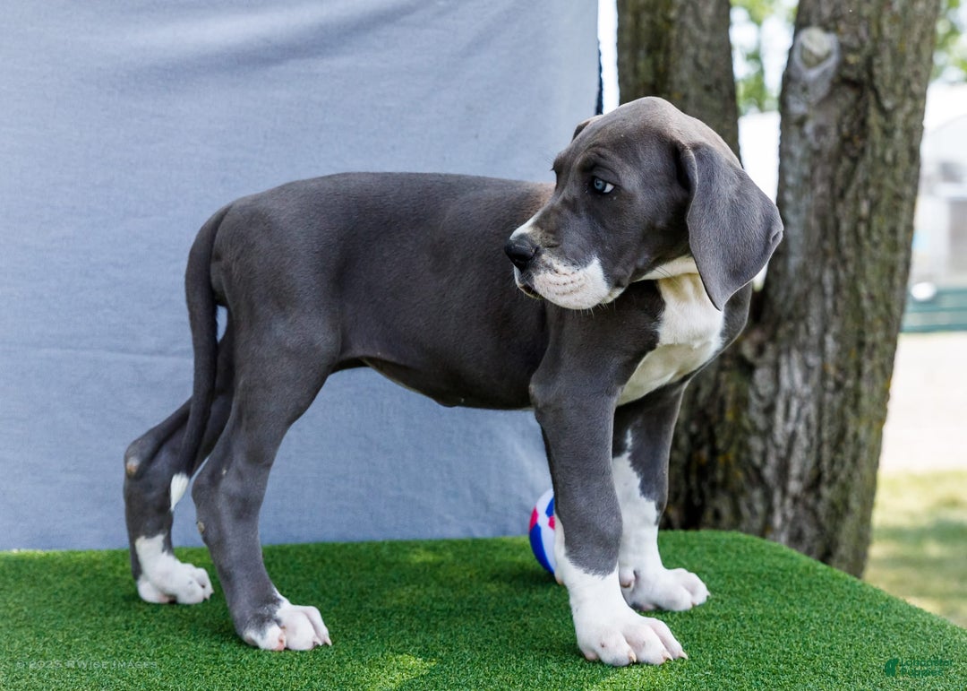 Great Dane dogs for sale: Karen - Image 5