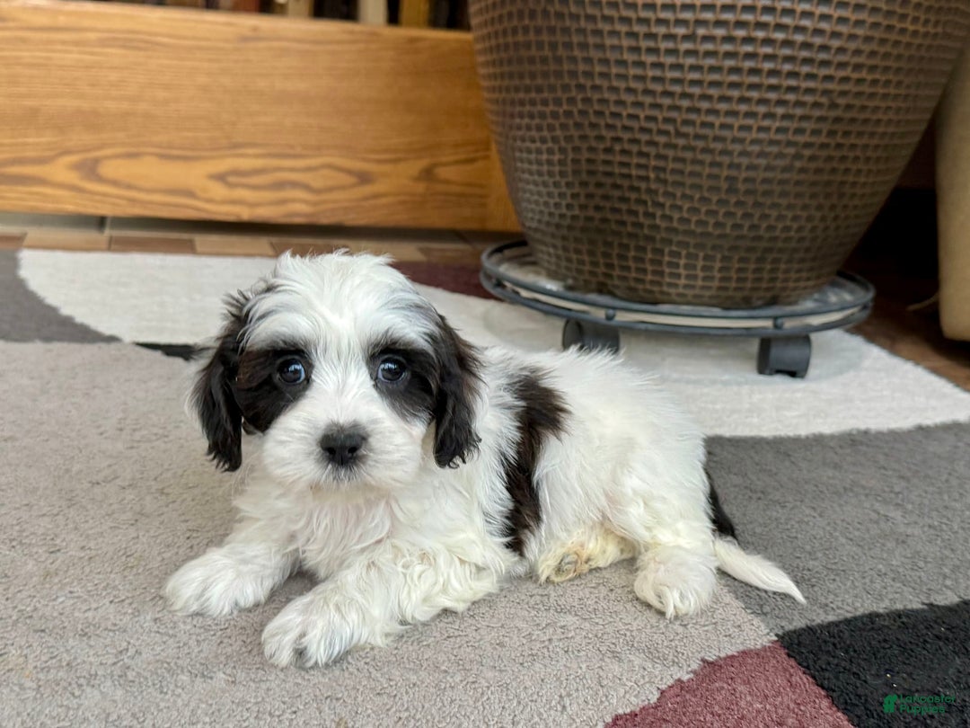 Havanese dogs for sale: Katie - Image 3