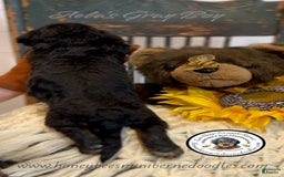 Mini Bernedoodle dogs for sale: Aelas Gray Boy - Image 21