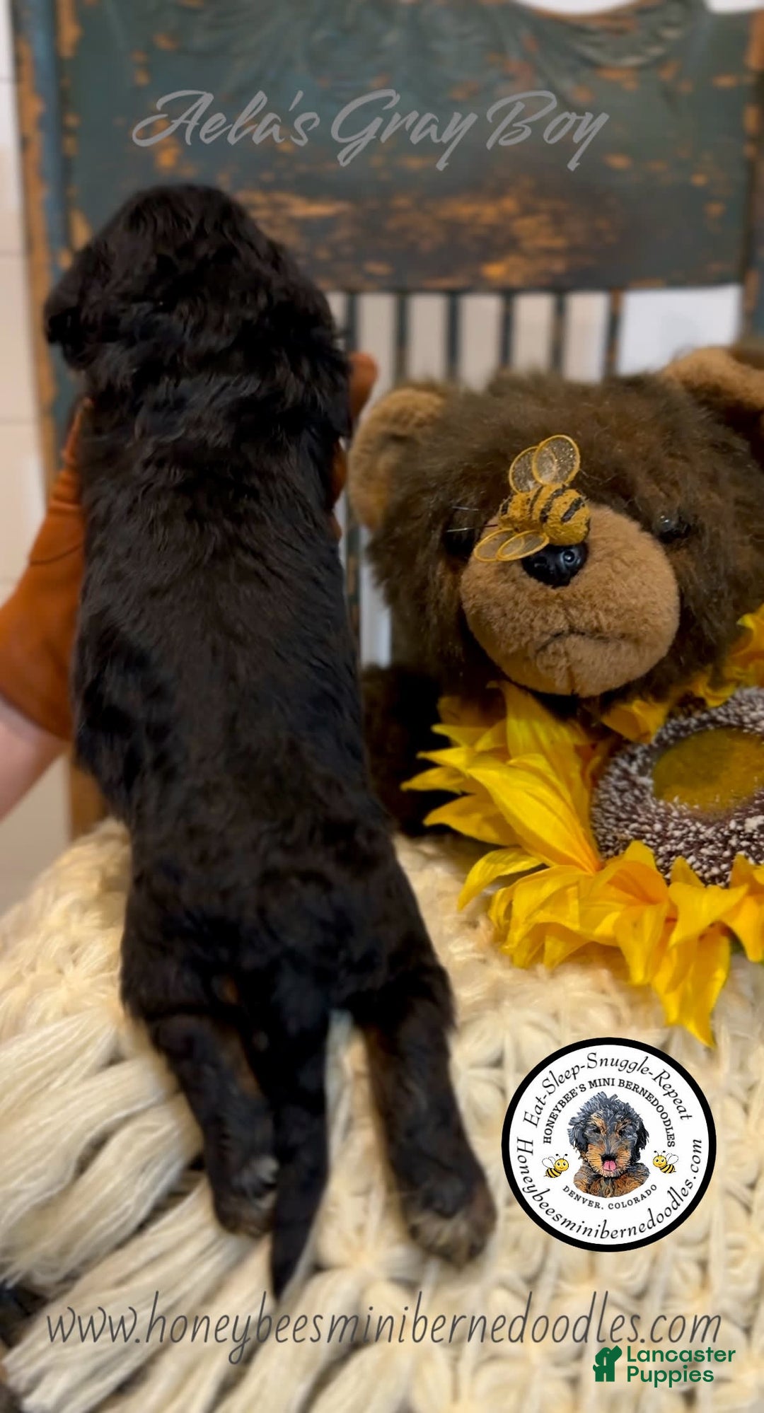 Mini Bernedoodle dogs for sale: Aelas Gray Boy - Image 21