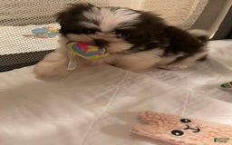 Shih Tzu dogs for sale: Baby Girl 1 - Image 1