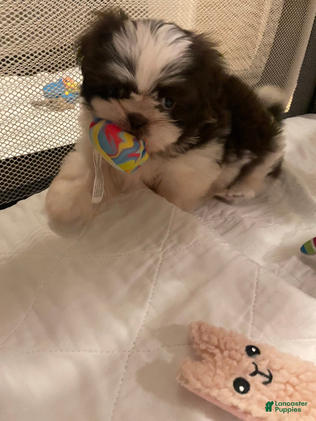 Shih Tzu dogs for sale: Baby Girl 1 - Image 1