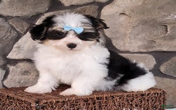 Havanese dogs for sale: Danny - Image 4
