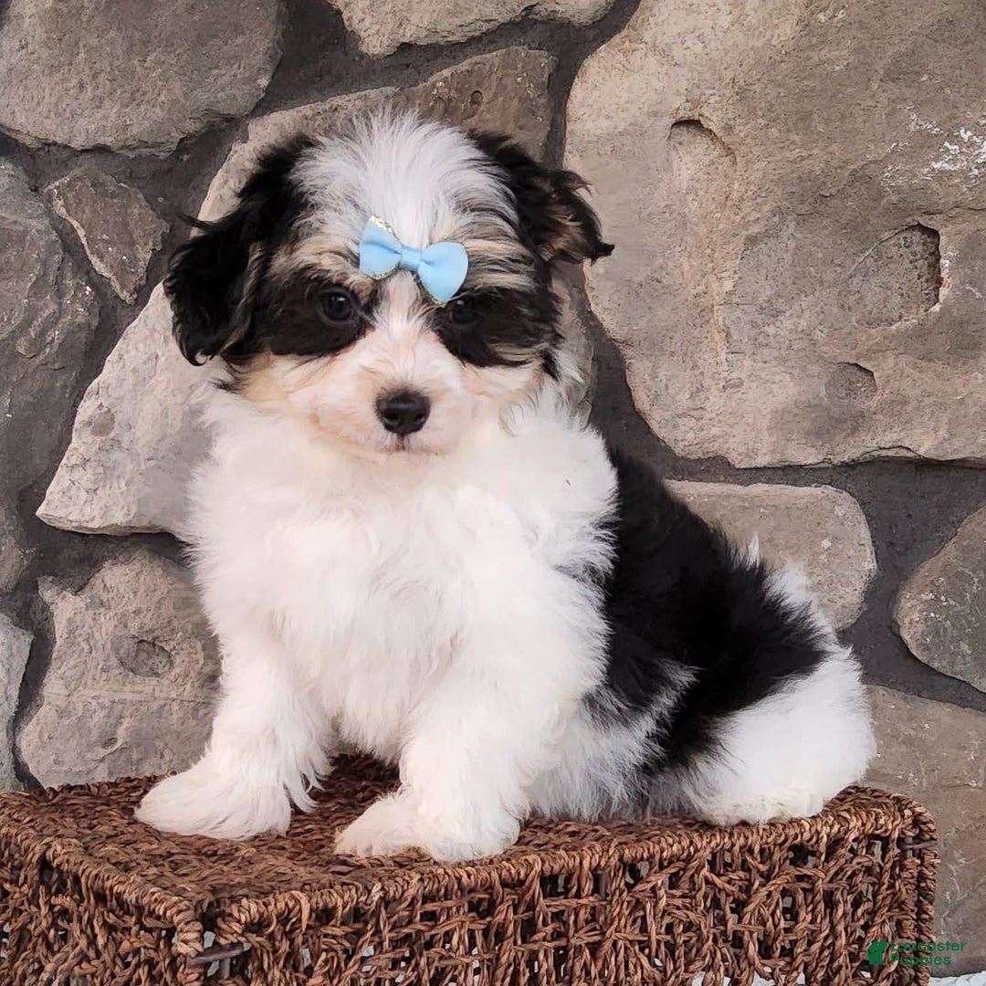 Havanese dogs for sale: Danny - Image 4