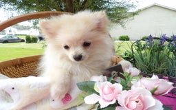 Pomeranian dogs for sale: Sparky - Image 2