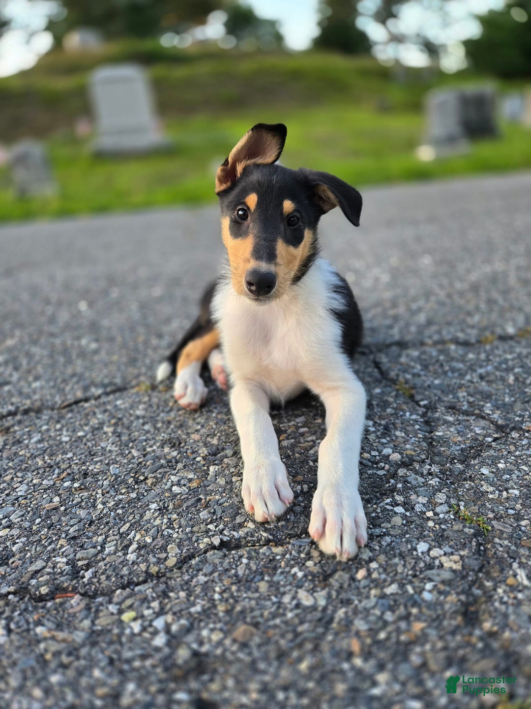 Collie dogs for sale: Kat - Image 2