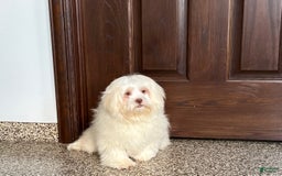 Lhasa Apso dogs for sale: Alice - Image 1
