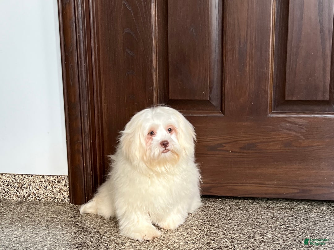 Lhasa Apso dogs for sale: Alice - Image 1