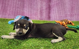 Catahoula Leopard Dog dogs for sale: Tess 2025 Female 3 - Image 8