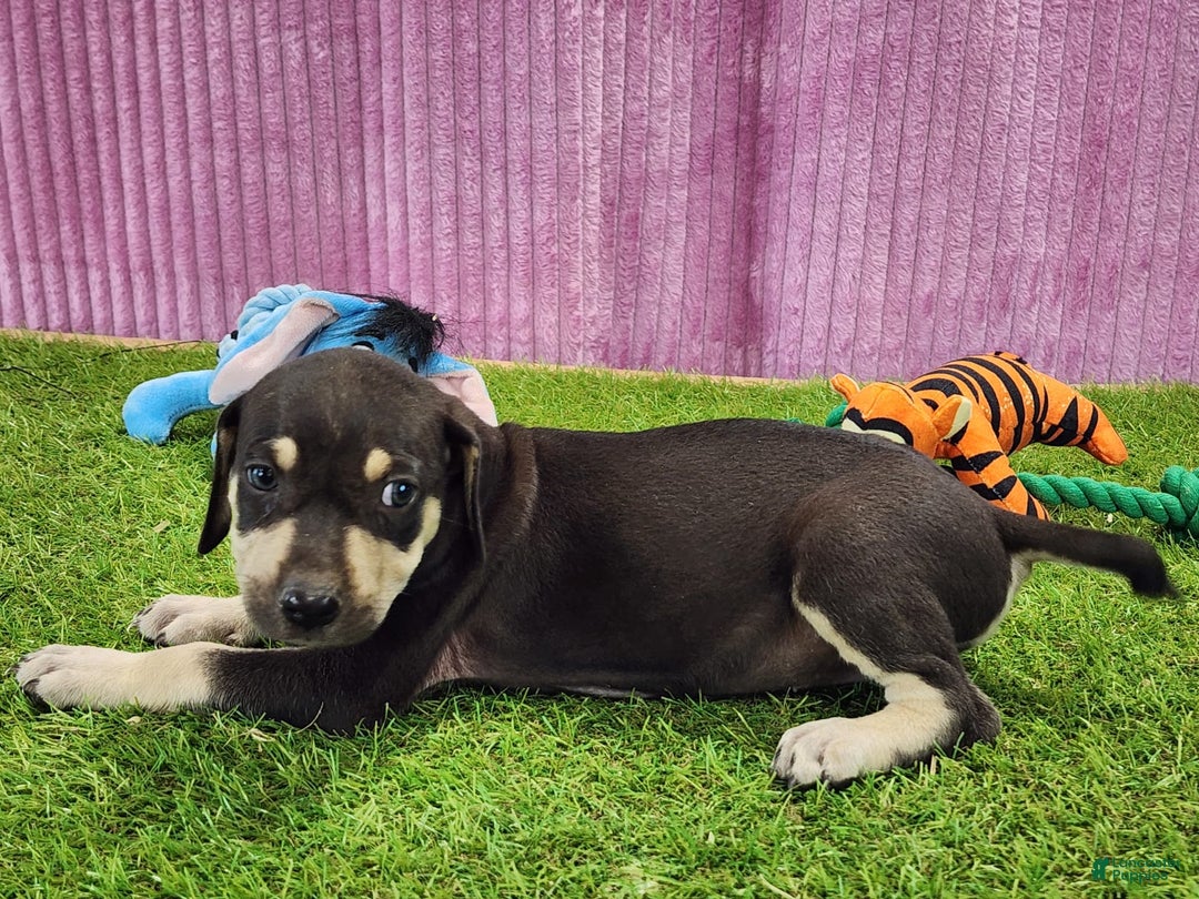 Catahoula Leopard Dog dogs for sale: Tess 2025 Female 3 - Image 8
