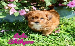 Shihpoo dogs for sale: Lulu - Image 1