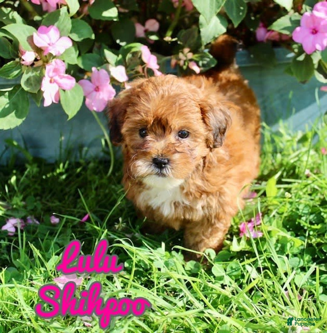 Shihpoo dogs for sale: Lulu - Image 1