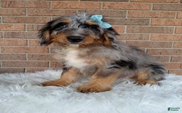 Mini Bernedoodle dogs for sale: River - Image 6