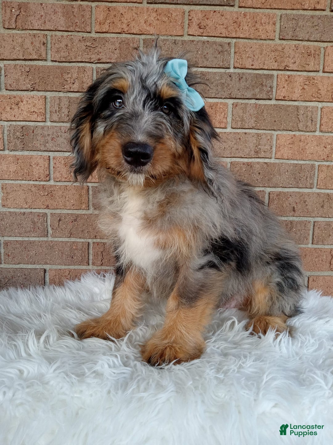 Mini Bernedoodle dogs for sale: River - Image 6