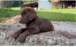 Labrador Retriever dogs for sale: Mart - Image 1