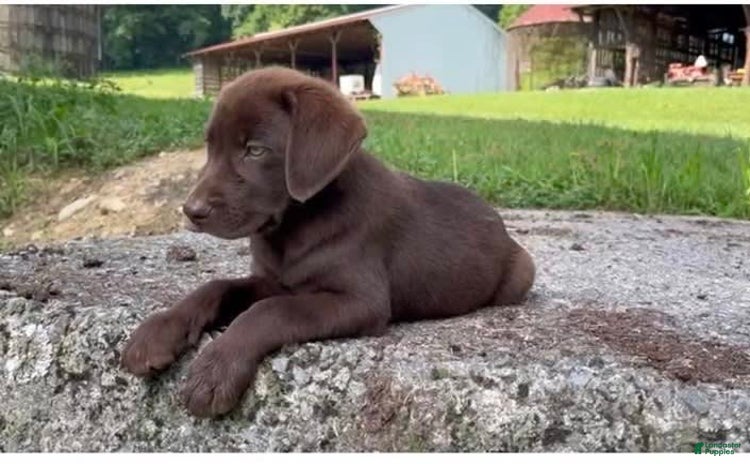 Labrador Retriever dogs for sale - Ad 2