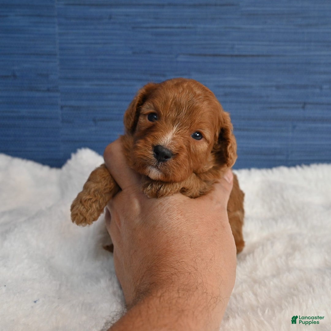 Cavapoo dogs for sale: Cavapoo 6 puppies - Image 13