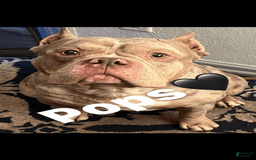 American Bully dogs for sale: Murrel - Image 7