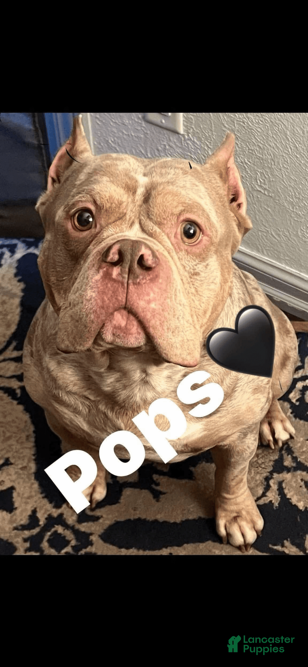 American Bully dogs for sale: Murrel - Image 7