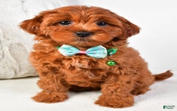 Cavapoo dogs for sale: Valerie - Image 1