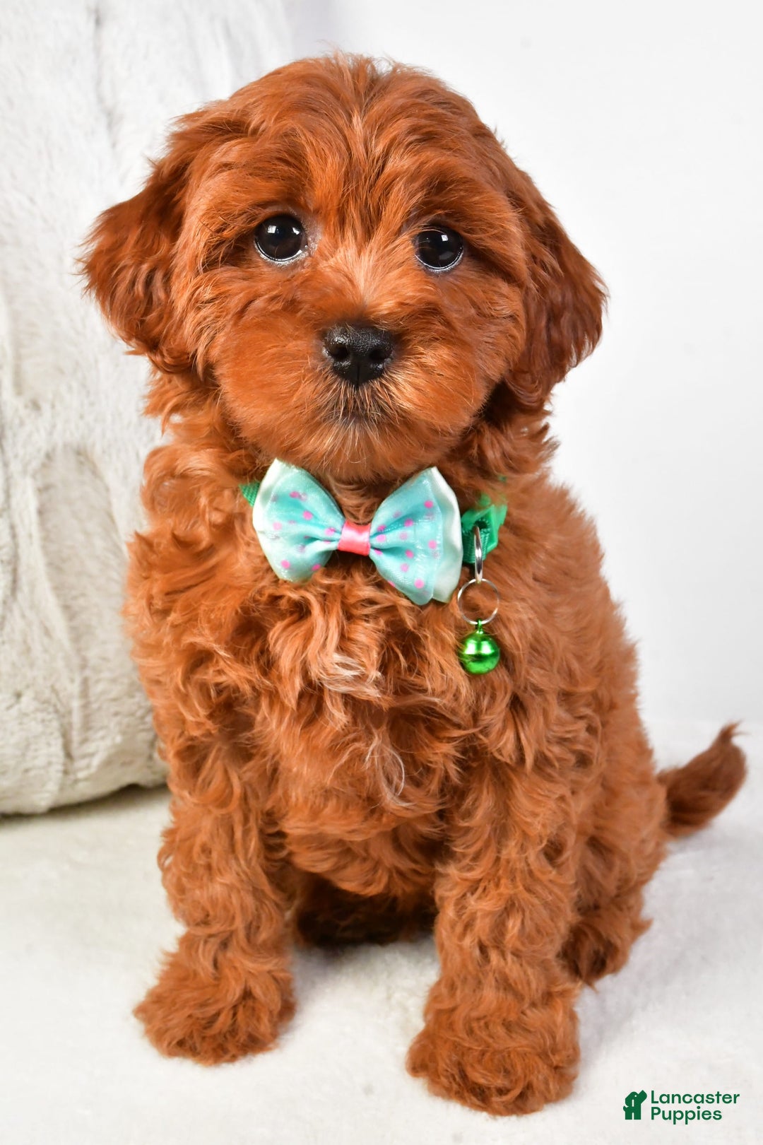 Cavapoo dogs for sale: Valerie - Image 1