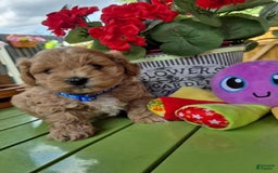 Maltipoo dogs for sale: Paulie - Image 3