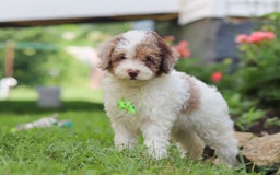 Mini Aussiedoodle dogs for sale: Blaze - Image 6