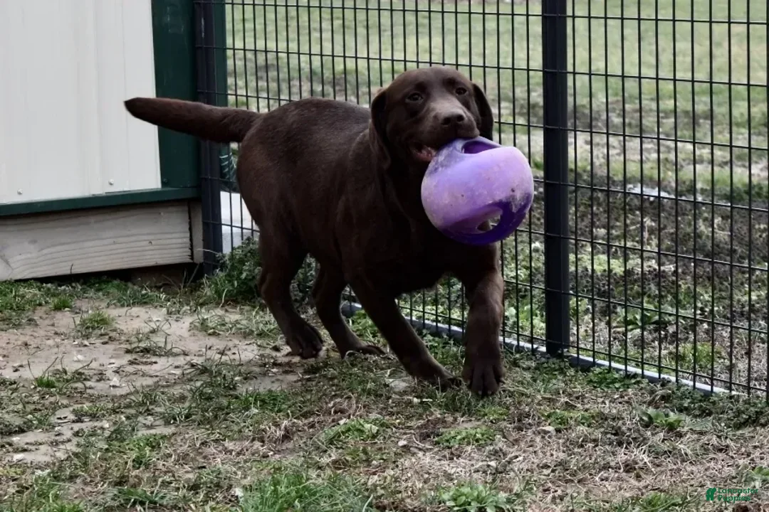 Labrador Retriever dogs for sale: Male 850 - Image 3