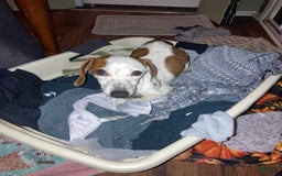 Dachshund dogs for sale: Bobo - Image 9