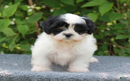Shihpoo dogs for sale: Dallas - Image 6