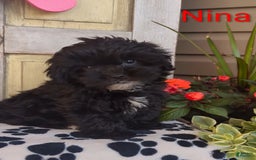 Shih Tzu dogs for sale: Nina - Image 1