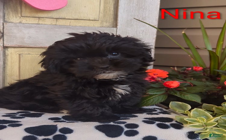 Shih Tzu dogs for sale - Ad 3