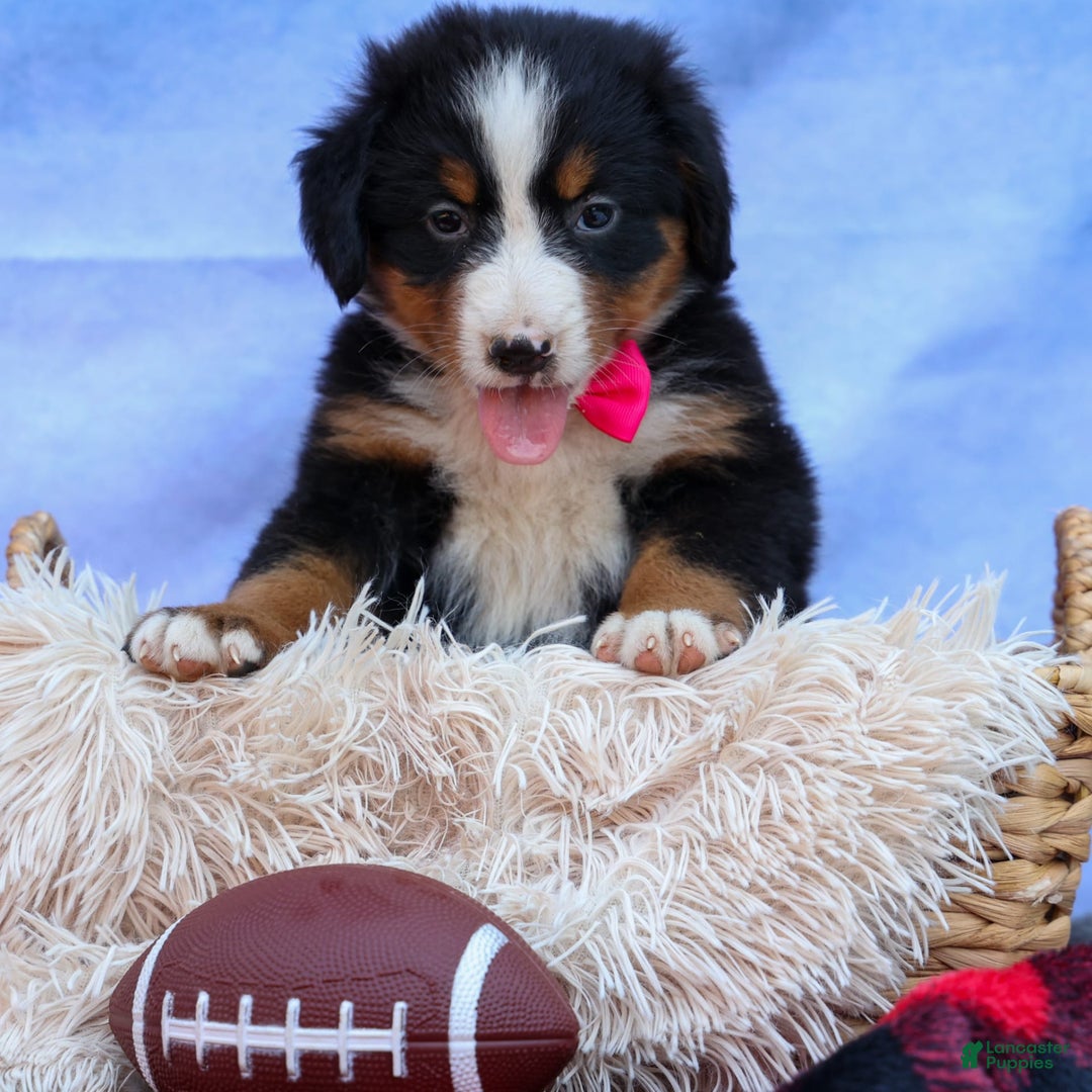 Bernese Mountain Dog dogs for sale: Sweetheart - Image 9