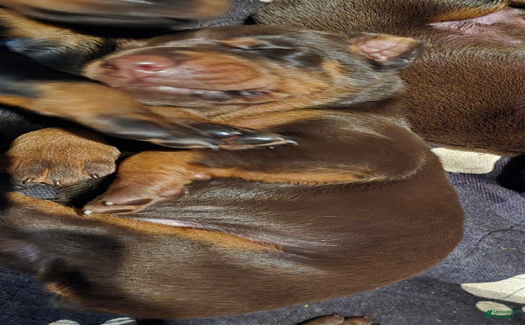 Doberman Pinscher dogs for sale - Ad 2