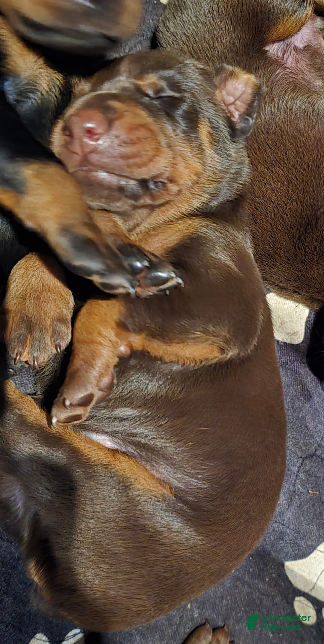 Doberman Pinscher dogs for sale: Zeus - Image 1