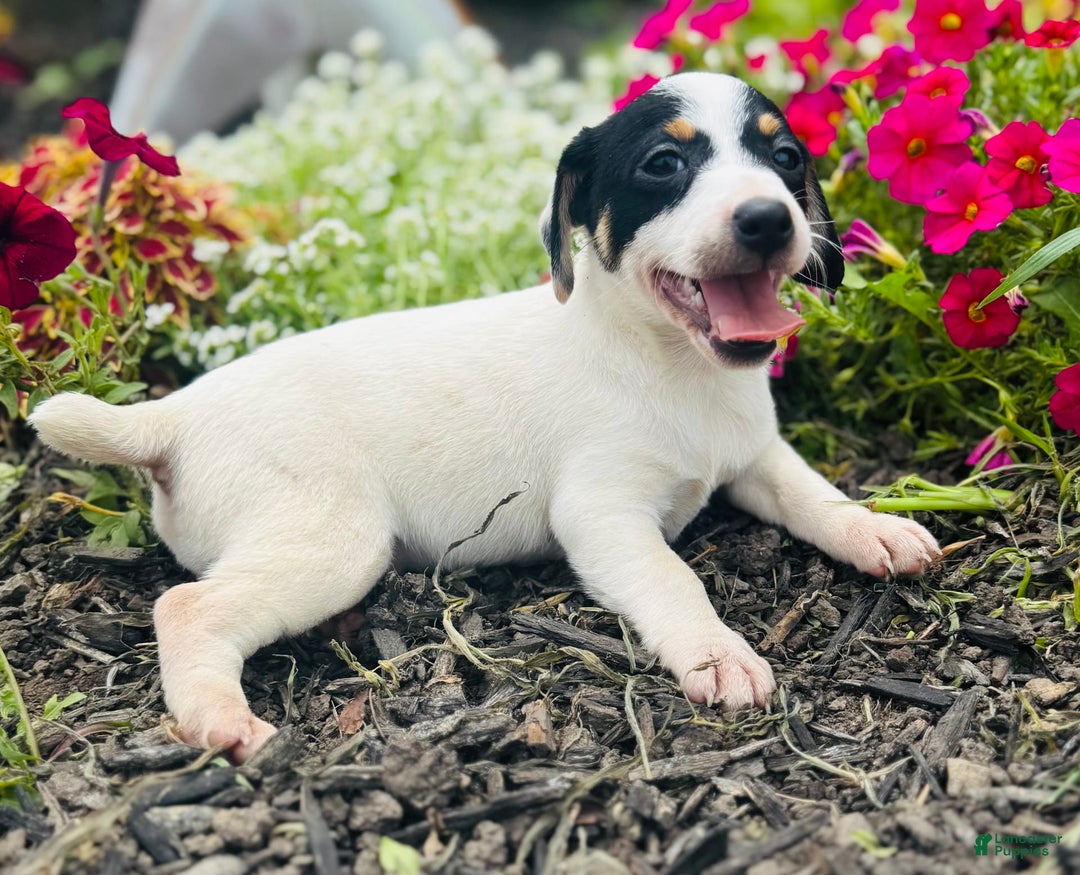 Jack Russell Terrier dogs for sale: Lacey - Image 8