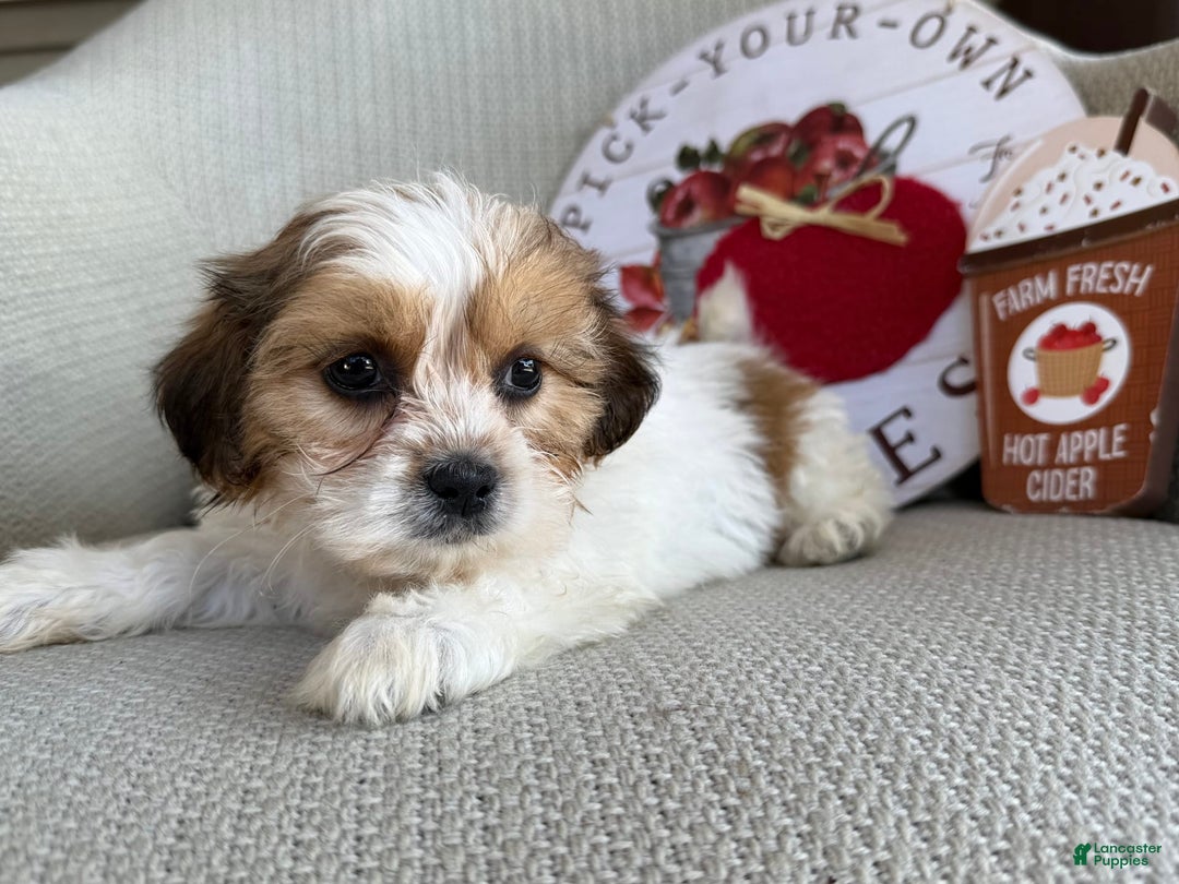 Teddy Bear dogs for sale: Pumpkin - Image 4