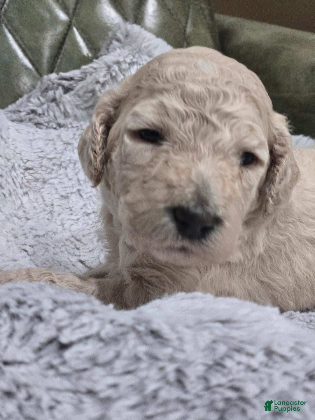 Standard Poodle dogs for sale: Maple - Image 5