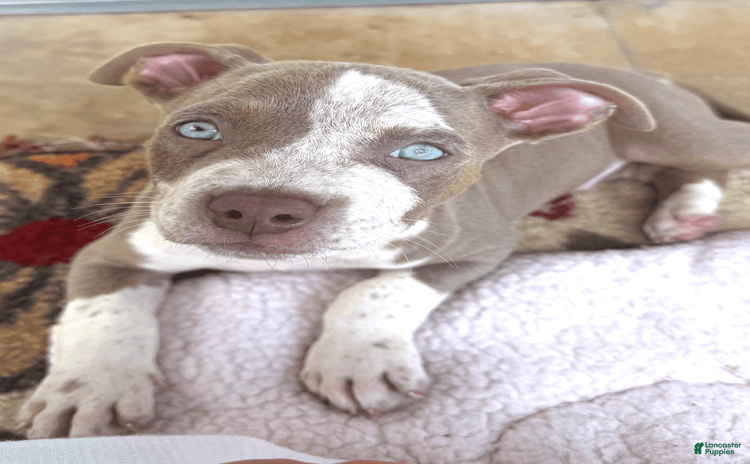 American Bully dogs for sale - Ad 3