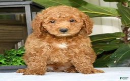 Mini Goldendoodle dogs for sale: Vince - Image 1