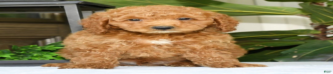 Vince