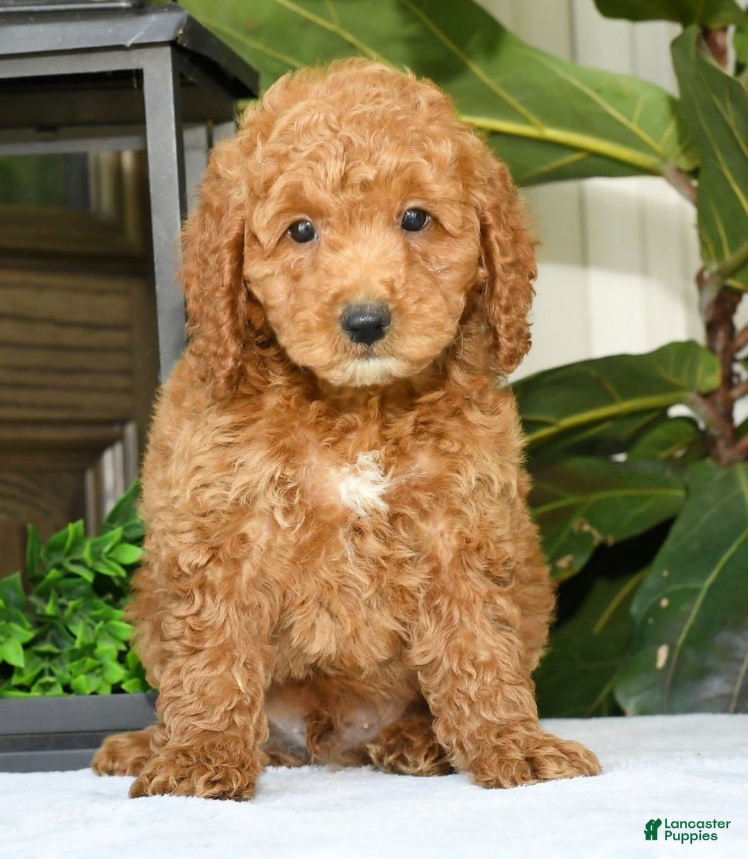 Mini Goldendoodle dogs for sale: Vince - Image 1