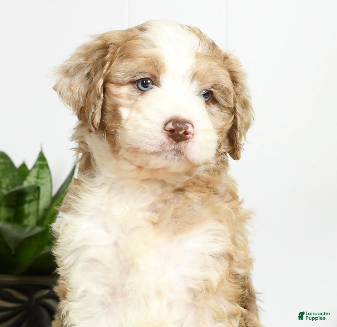 Aussiedoodle dogs for sale: Trixy - Image 9